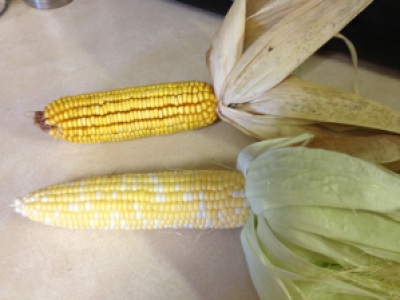 Field Corn (above), Sweet Corn (below)