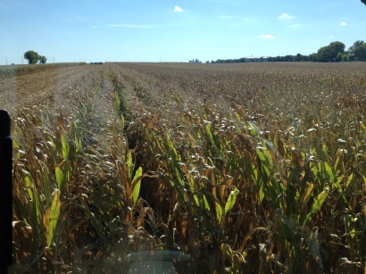 The view over the corn field from the combine.